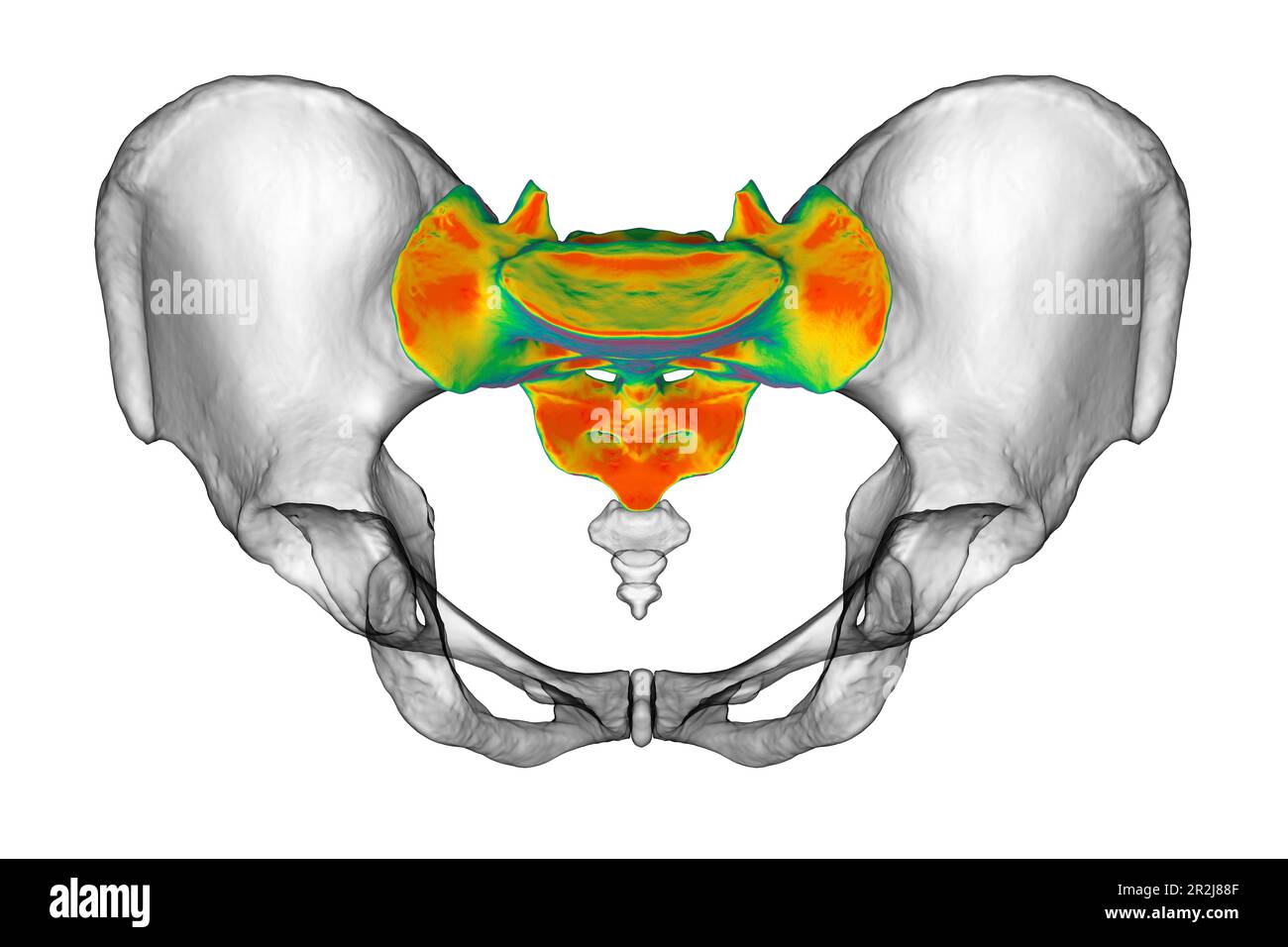 Anatomia dell'osso sacro, illustrazione Foto Stock