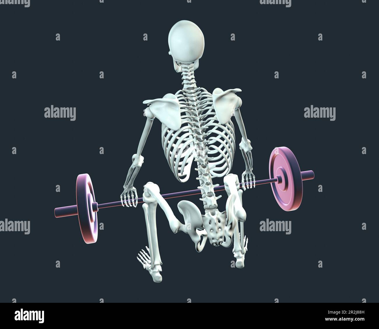 Scheletro umano che solleva un barbell, illustrazione Foto Stock