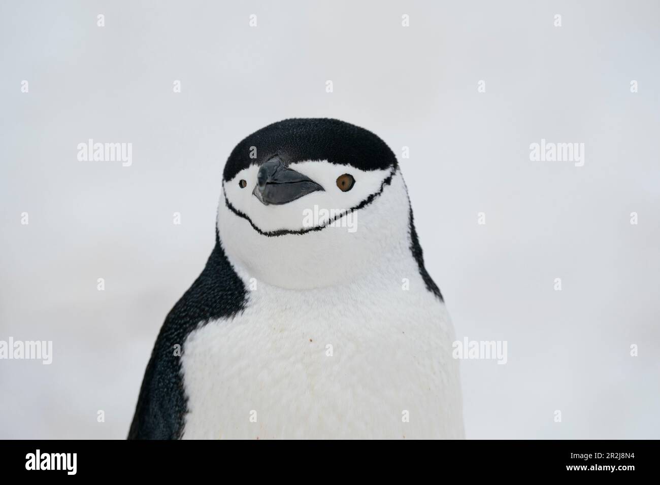 Primo piano del pinguino Chintstrap (Pygoscelis antarcticus), dell'Isola di Mezza Luna, dell'Antartide, delle regioni polari Foto Stock
