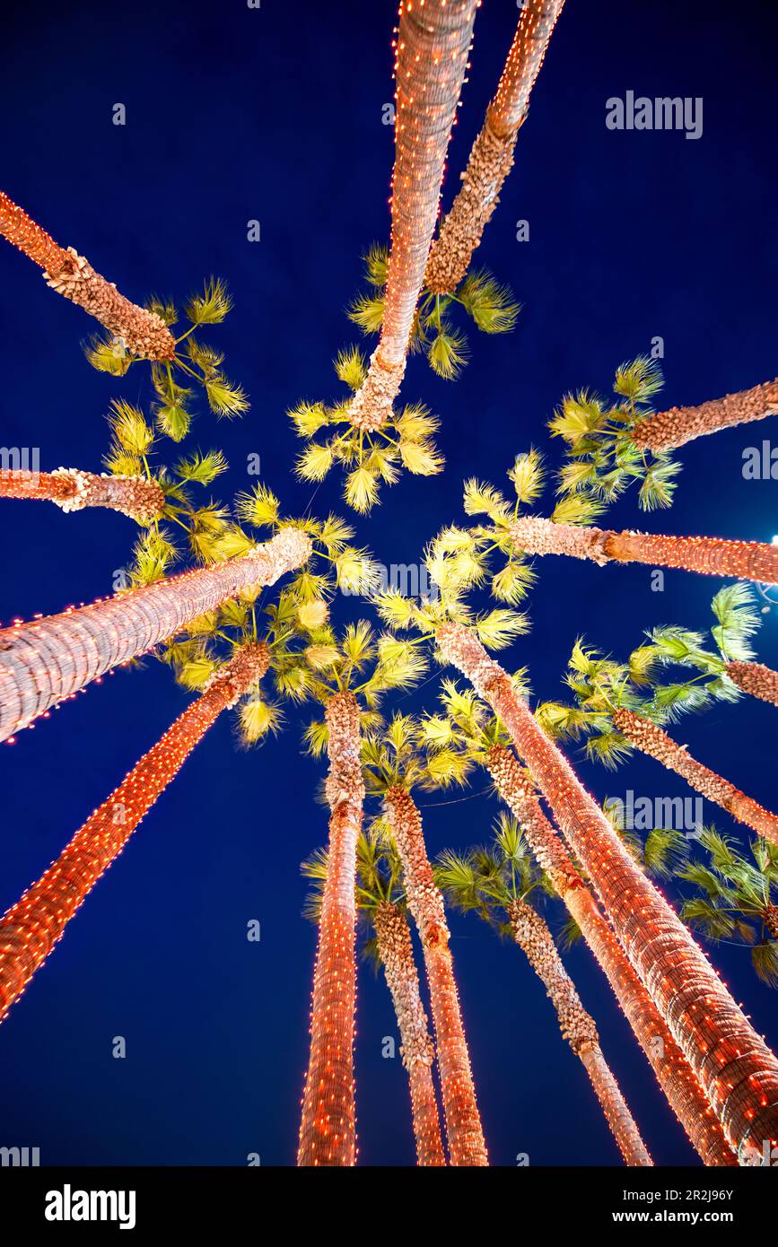 Alberi di palma illuminati dal basso di notte, San Francisco, California, Stati Uniti Foto Stock