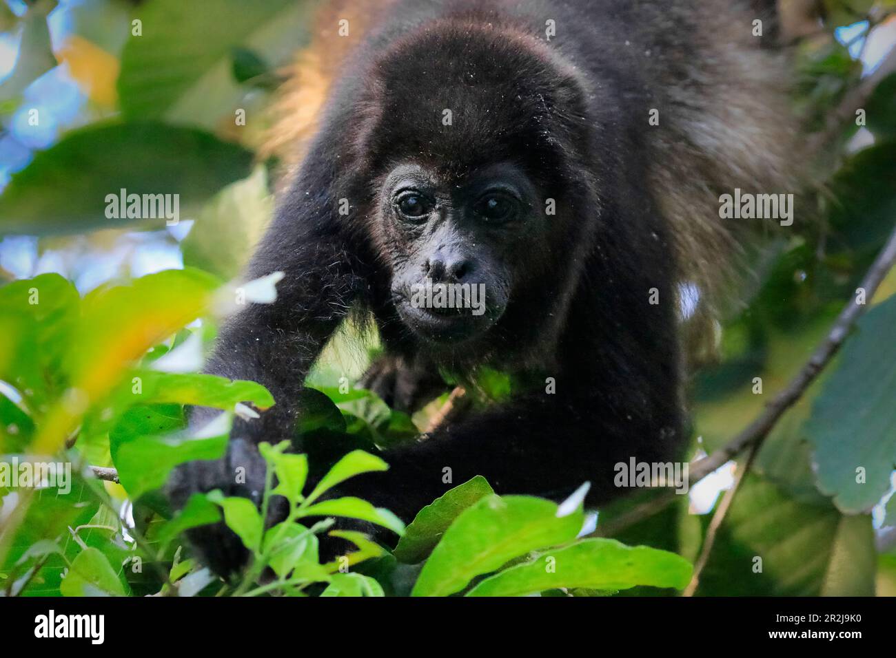 Monkey Howler Manled (Alouatta palliata), chiamato per la sua chiamata, mangiare foglie nell'albero, Nosara, Provincia di Guanacaste, Costa Rica, America Centrale Foto Stock