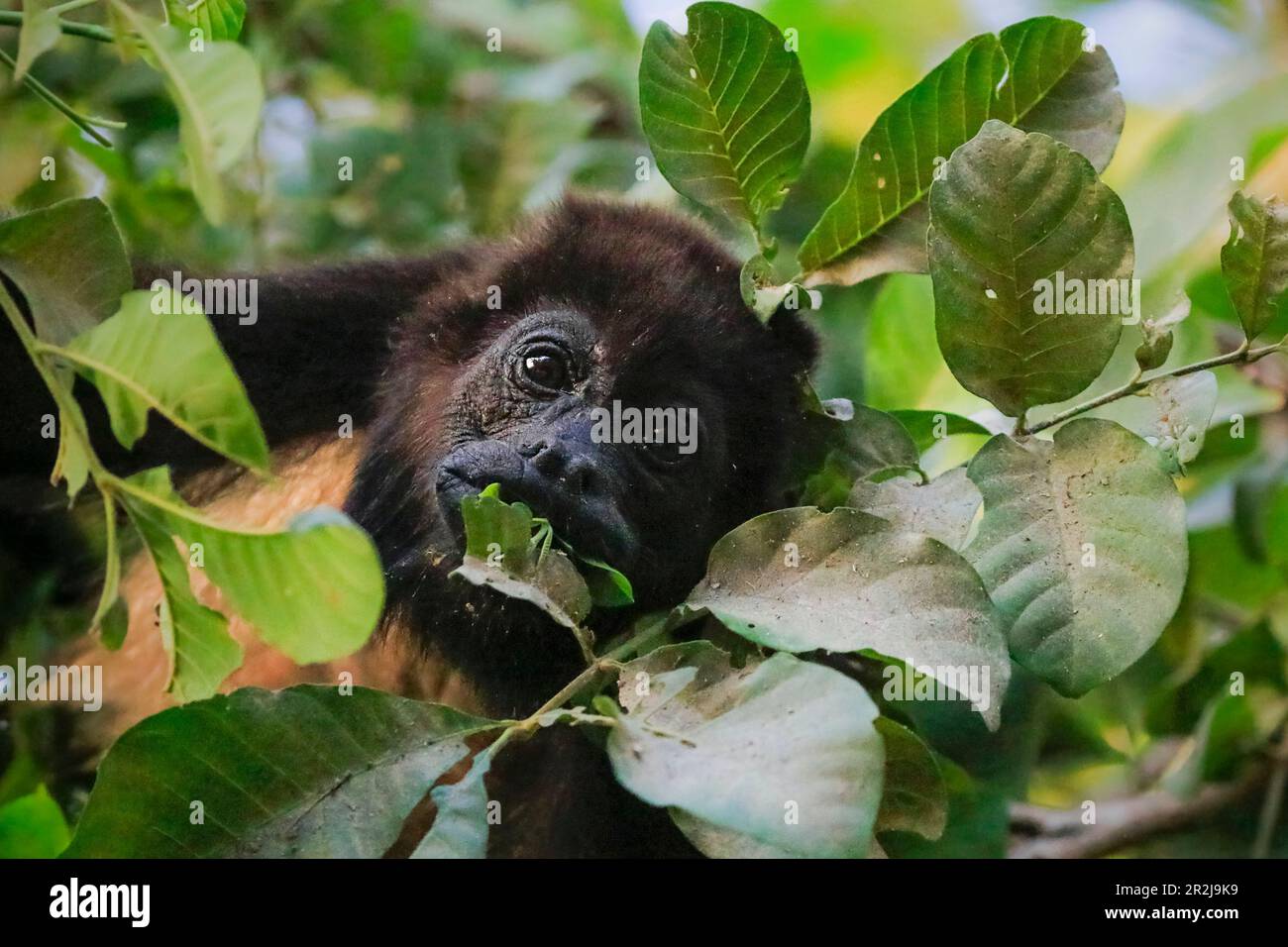 Monkey Howler Manled (Alouatta palliata), chiamato per la sua chiamata, mangiare foglie nell'albero, Nosara, Provincia di Guanacaste, Costa Rica, America Centrale Foto Stock
