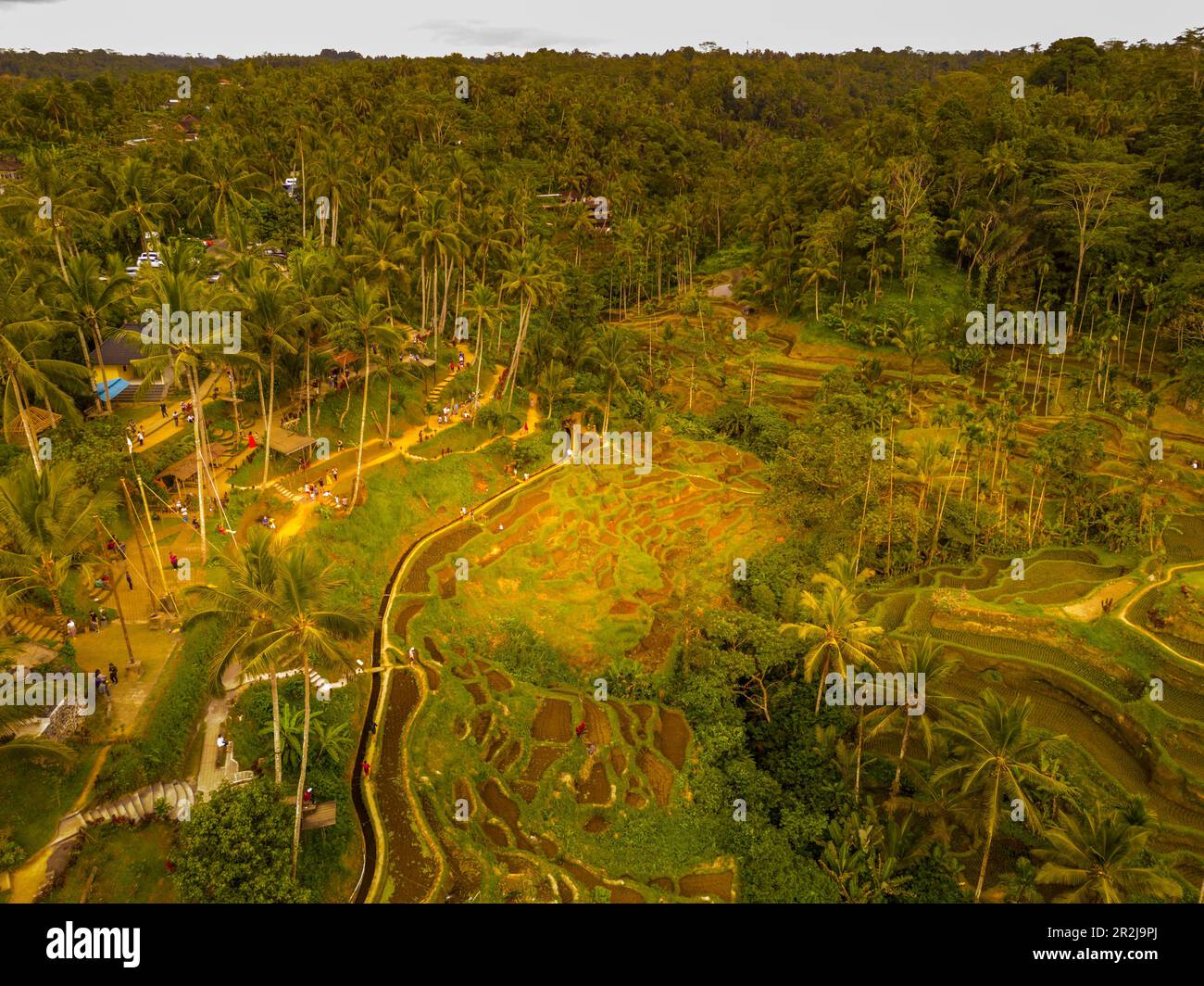 Vista aerea della terrazza del riso di Tegallalang, patrimonio mondiale dell'UNESCO, Tegallalang, Kabupaten Gianyar, Bali, Indonesia, Asia sud-orientale, Asia Foto Stock