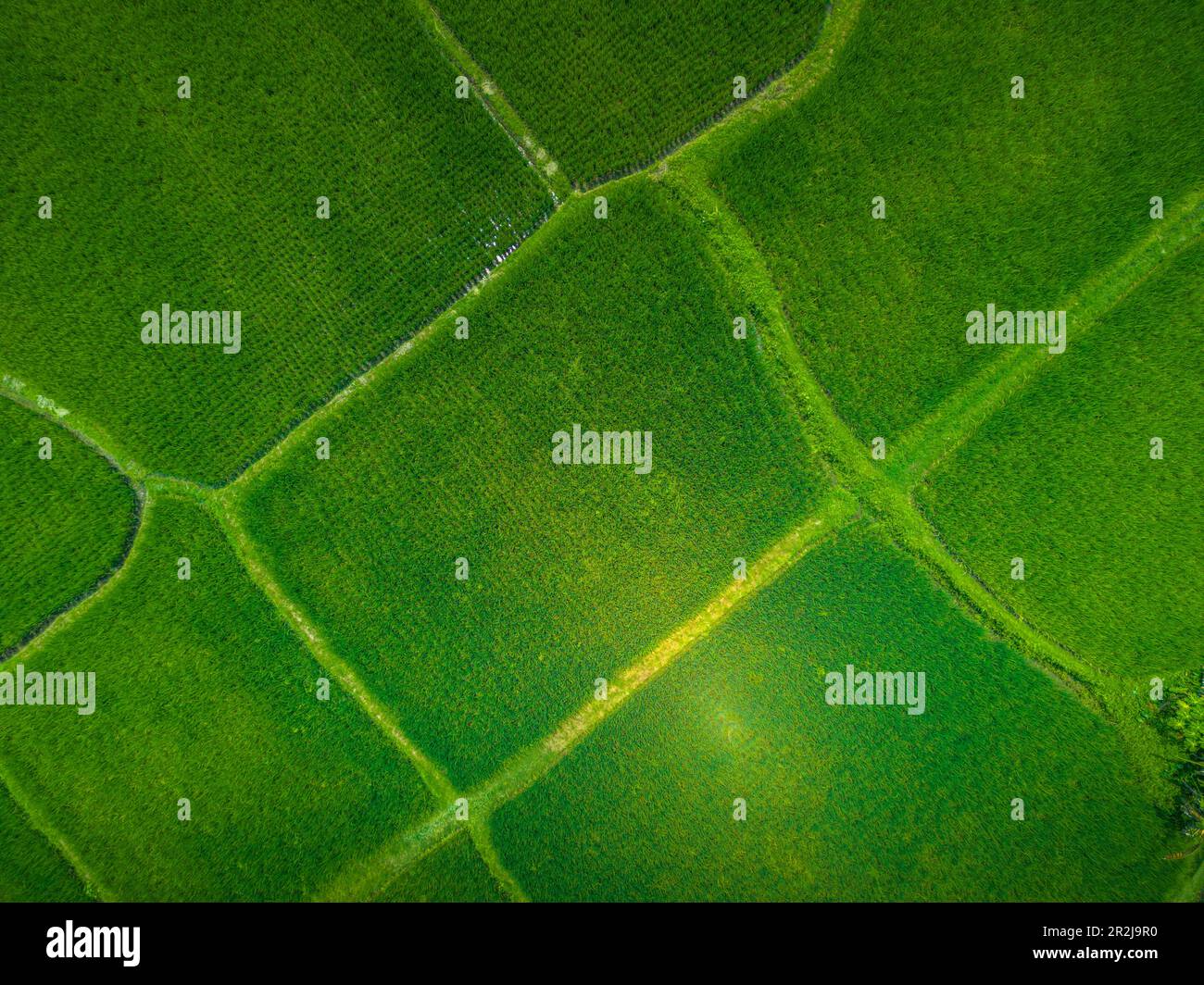 Vista aerea del campo di riso di Kajeng, della reggenza di Gianyar, di Bali, dell'Indonesia, dell'Asia sudorientale, Asia Foto Stock