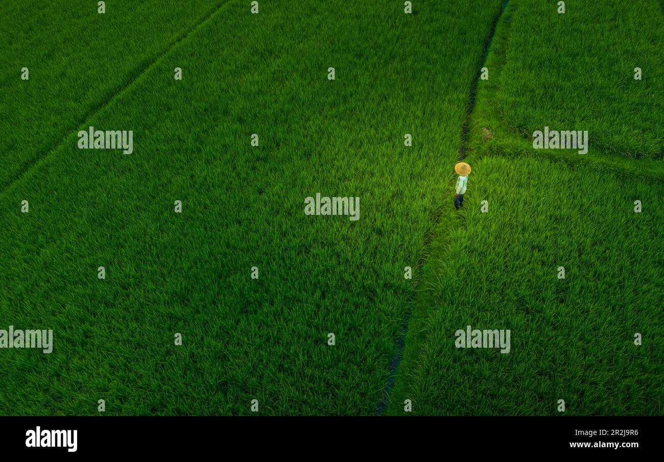 Vista aerea di un operatore del campo di riso vicino a Ubud, Ubud, Bali, Indonesia, Asia sudorientale, Asia Foto Stock