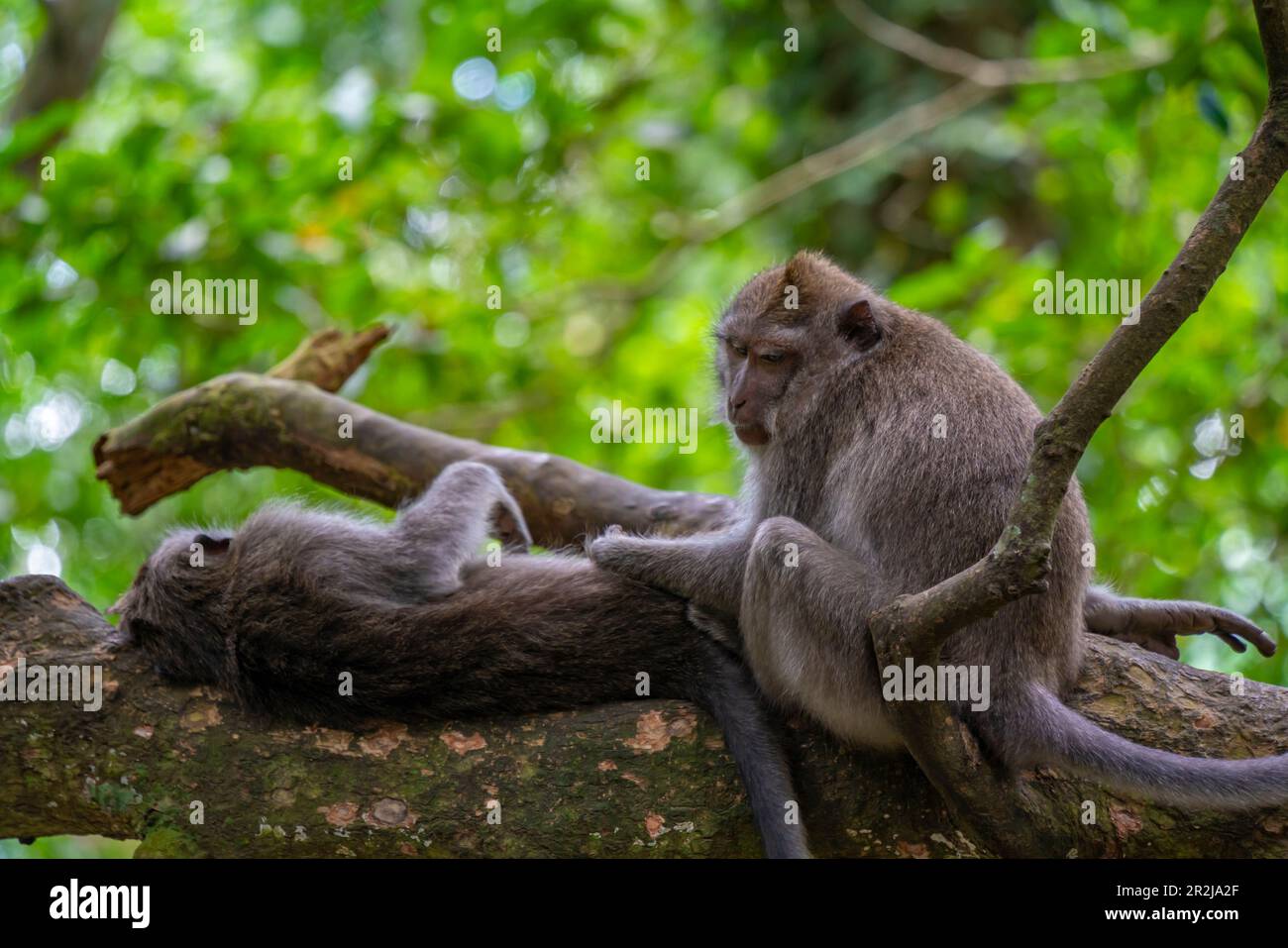Scimmie di Maque a coda lunga nel santuario della foresta delle scimmie sacre, Ubud, Kecamatan Ubud, Kabupaten Gianyar, Bali, Indonesia, Asia sudorientale, Asia Foto Stock