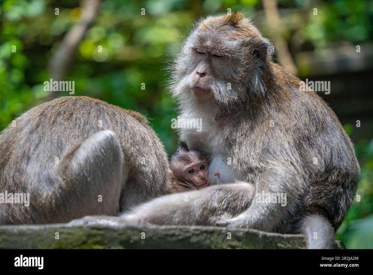Scimmie di Maque a coda lunga nel santuario della foresta delle scimmie sacre, Ubud, Kecamatan Ubud, Kabupaten Gianyar, Bali, Indonesia, Asia sudorientale, Asia Foto Stock