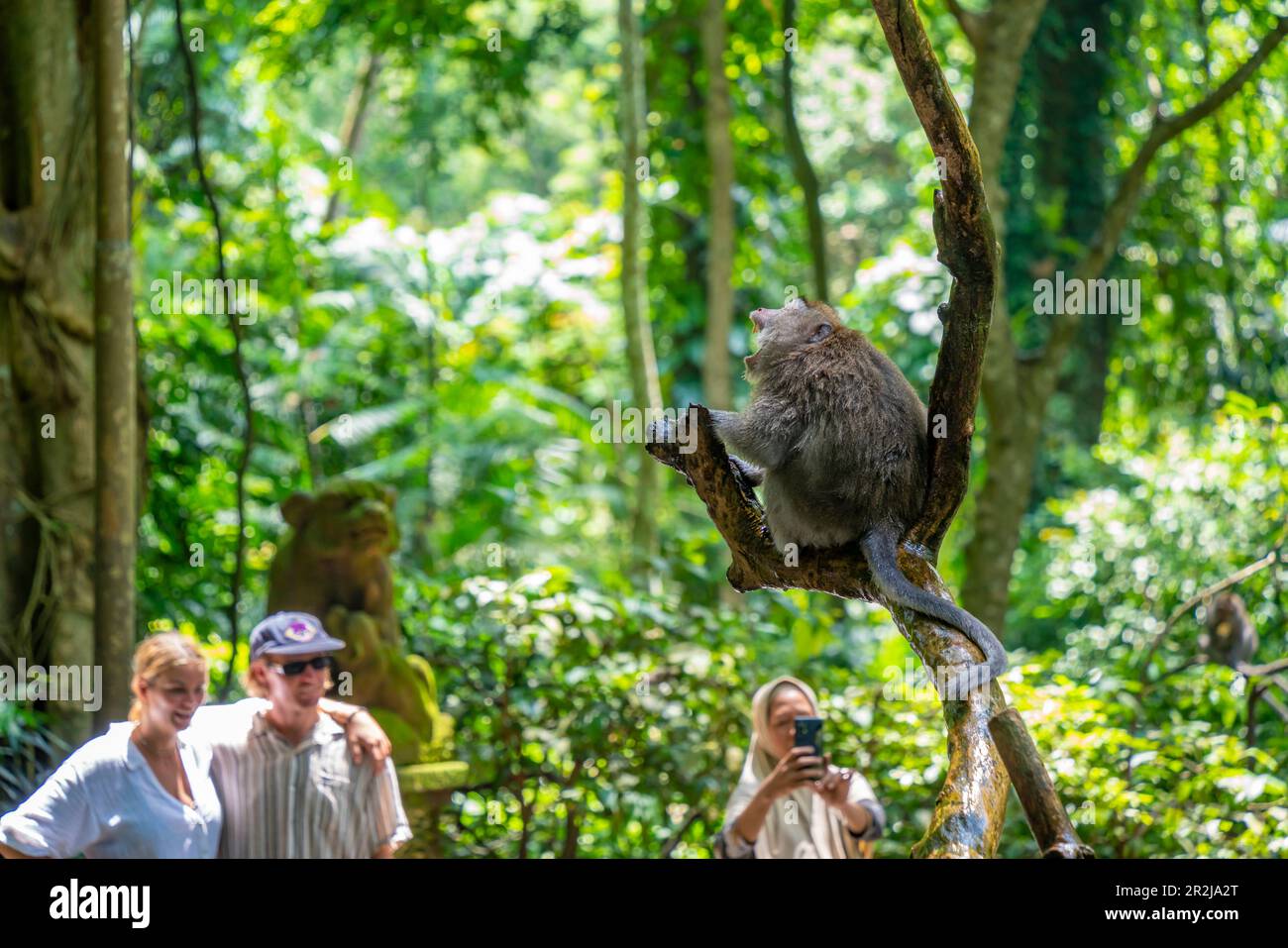 Turisti con scimmia a coda lunga Macaque nel santuario della foresta delle scimmie sacre, Ubud, Kecamatan Ubud, Kabupaten Gianyar, Bali, Indonesia Foto Stock