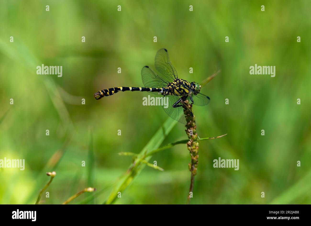 Piccola libellula da tenaglia (Onychogomphus forcupatus) nell'Auswald di Salisburgo, Austria Foto Stock