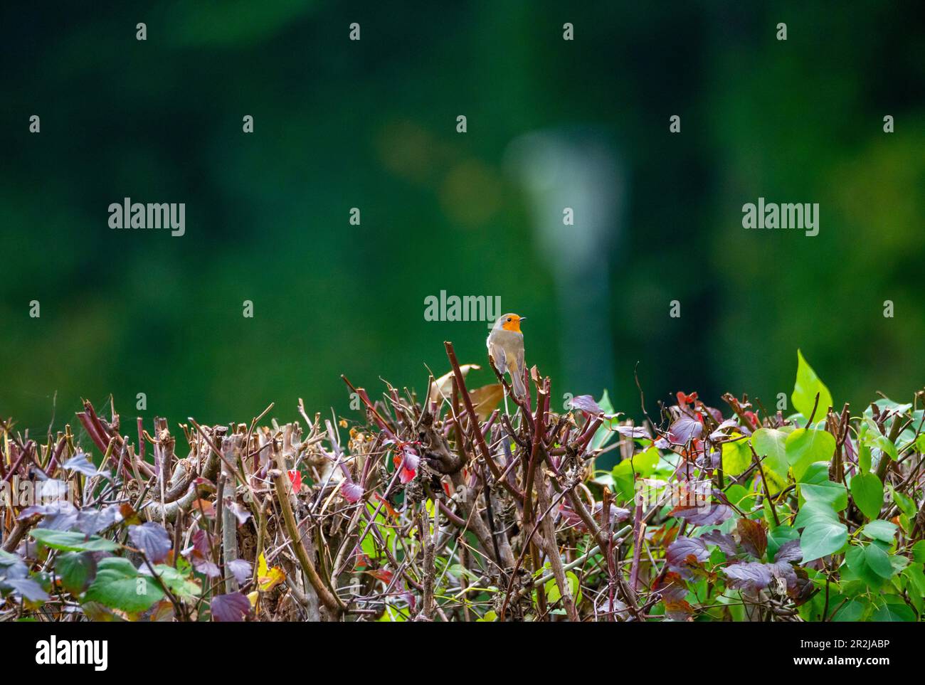 Robin (Erithacus rubecula) sulla siepe vicino Wallersee, Flachgau, Salisburgo, Austria Foto Stock