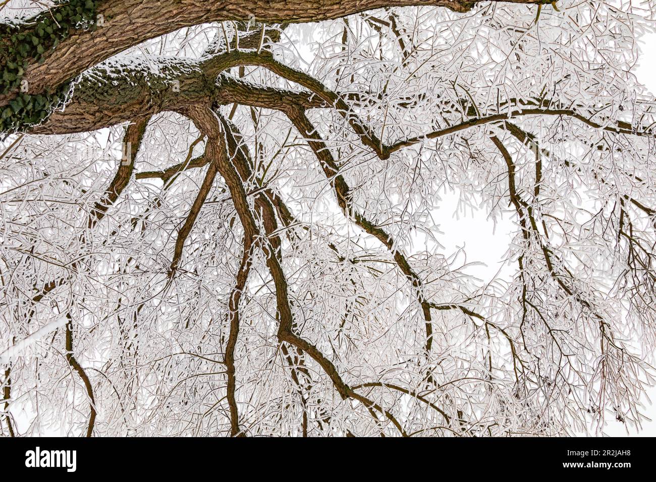 Guardando in su in un albero con rami congelati in inverno, Germania Foto Stock