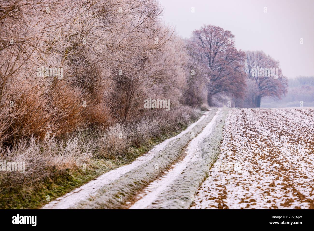Una strada sterrata innevata in colori pastello tra cespugli di una siepe e un campo in inverno, Germania Foto Stock