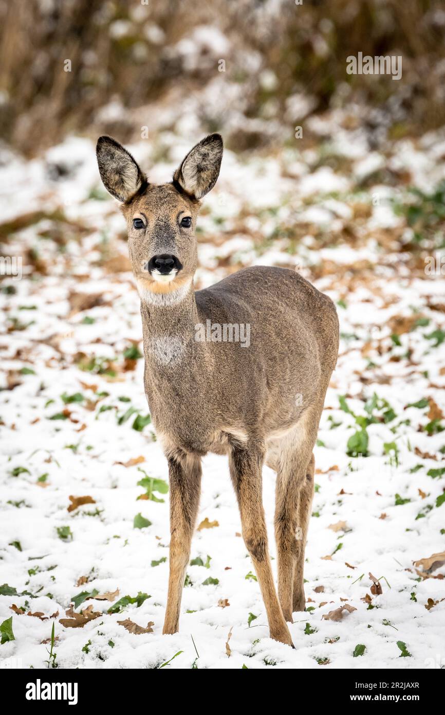 Capriolo in inverno, neve sullo sfondo Foto Stock