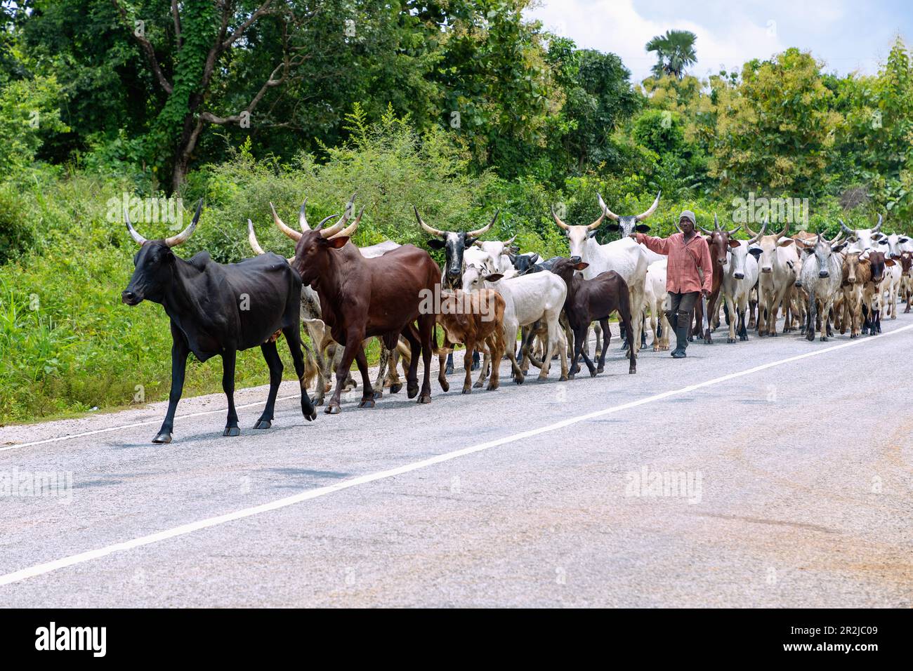 CEBus mandria con pastori a Jema sulla strada da Tamale a Techiman nella regione Bono Est del Ghana settentrionale in Africa occidentale Foto Stock