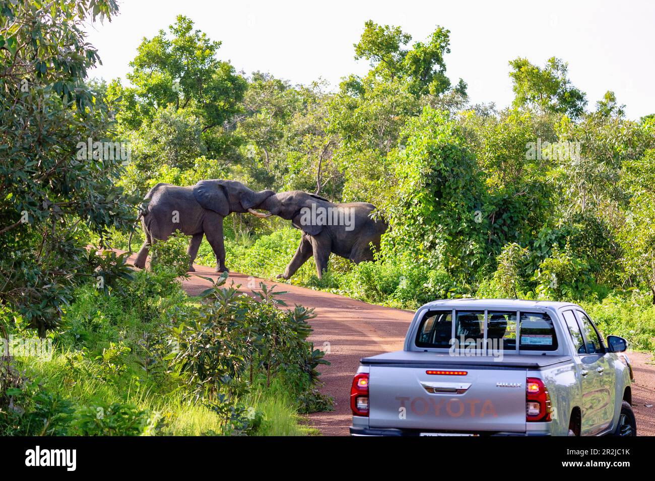 Gli elefanti combattono su una strada sterrata nel Parco Nazionale di Mole, nella regione di Savannah, nel nord del Ghana, nell'Africa occidentale Foto Stock