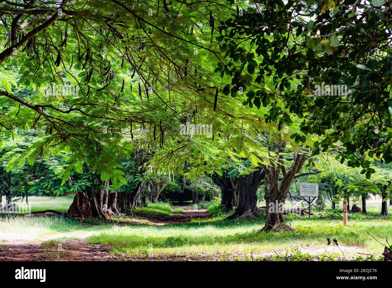 Viale di alberi di anacardi che conduce al monastero benedettino di Kristo Buase a Tanoboase, nella regione di Bono Est del Ghana centrale, nell'Africa occidentale Foto Stock