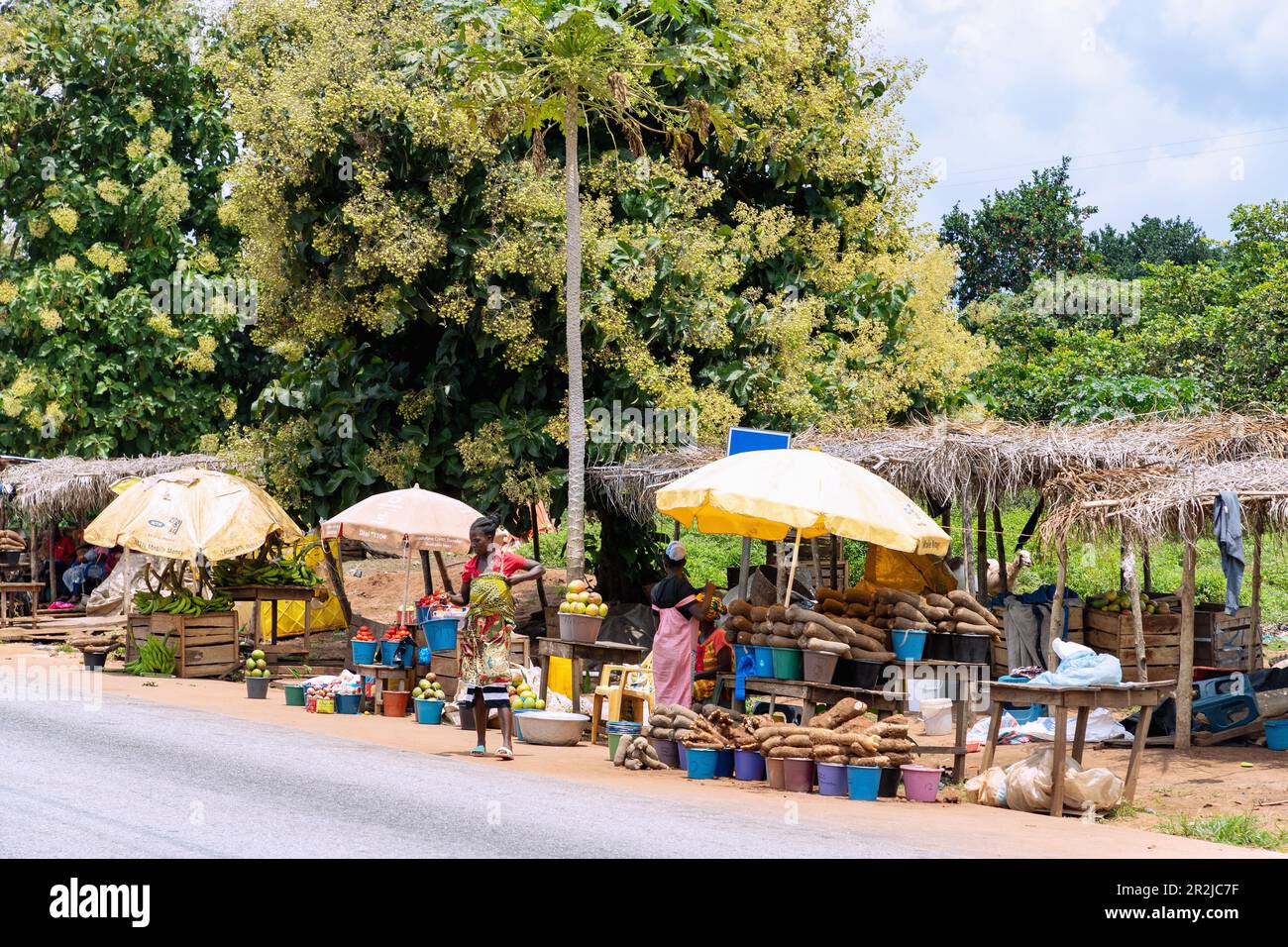 Bancarelle che vendono patate e piantine sotto alberi di teak fioriti a Techiman nella regione Bono Est del Ghana orientale in Africa occidentale Foto Stock