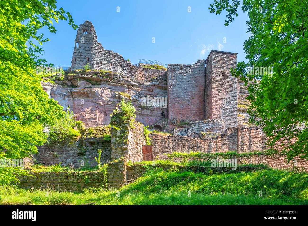 Castello di Fleckenstein, Lembach, Vosgi del Nord, basso Reno, Alsazia, Vosges, Grand Est, Alsazia-Champagne-Ardenne-Lorena, Francia Foto Stock