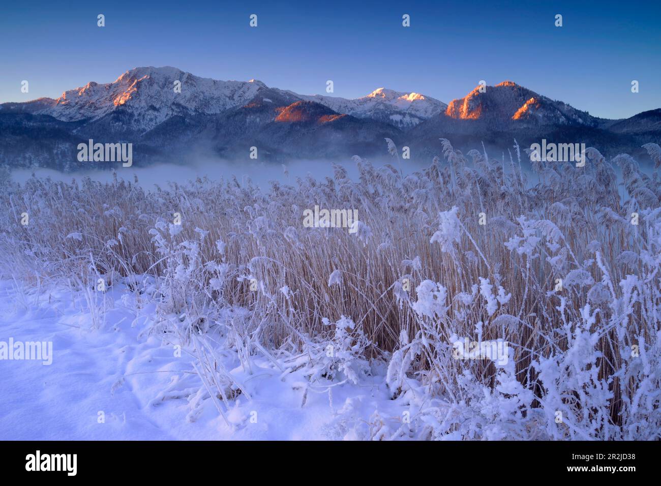 Gelido inverno mattina al Kochelsee con canne congelate. Foto Stock
