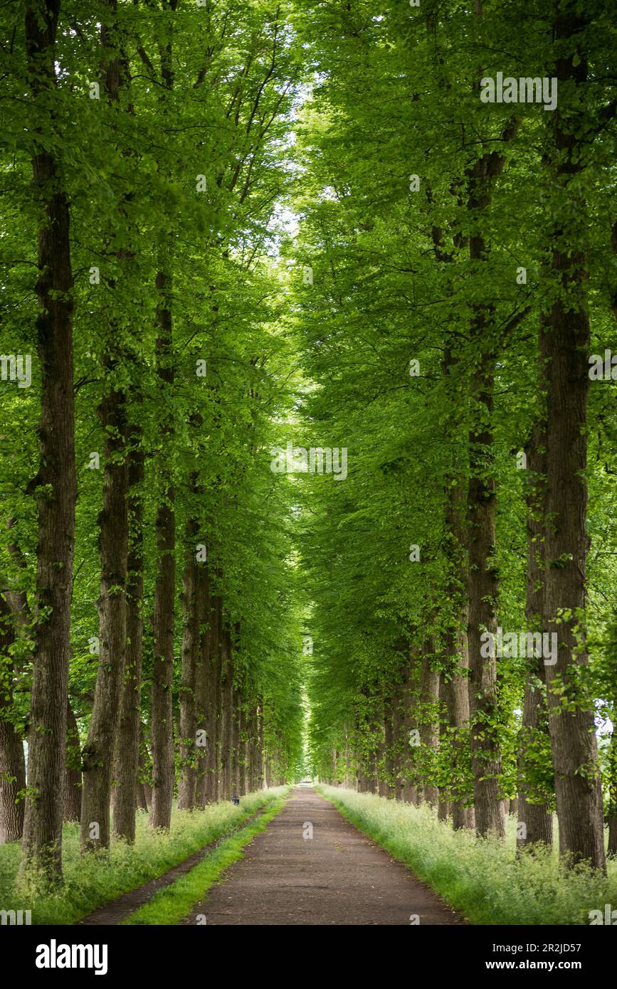 Linden Avenue, Castello di Evenburg, Leer, Frisia orientale, bassa Sassonia, Germania Foto Stock