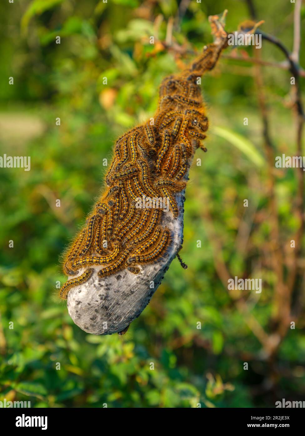 Infestazione della tenda Occidentale (Malacosoma californica) con la sua caratteristica tenda sul ramo di un arbusto. Foto Stock