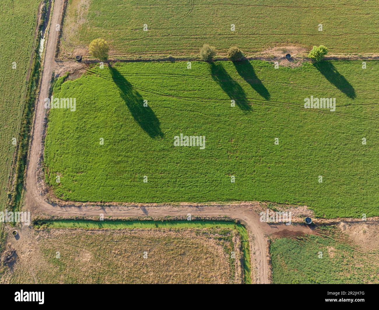 Veduta aerea di colture verdi su campi delimitati da strade di campagna a Cohuna in Victoria, Australia. Foto Stock