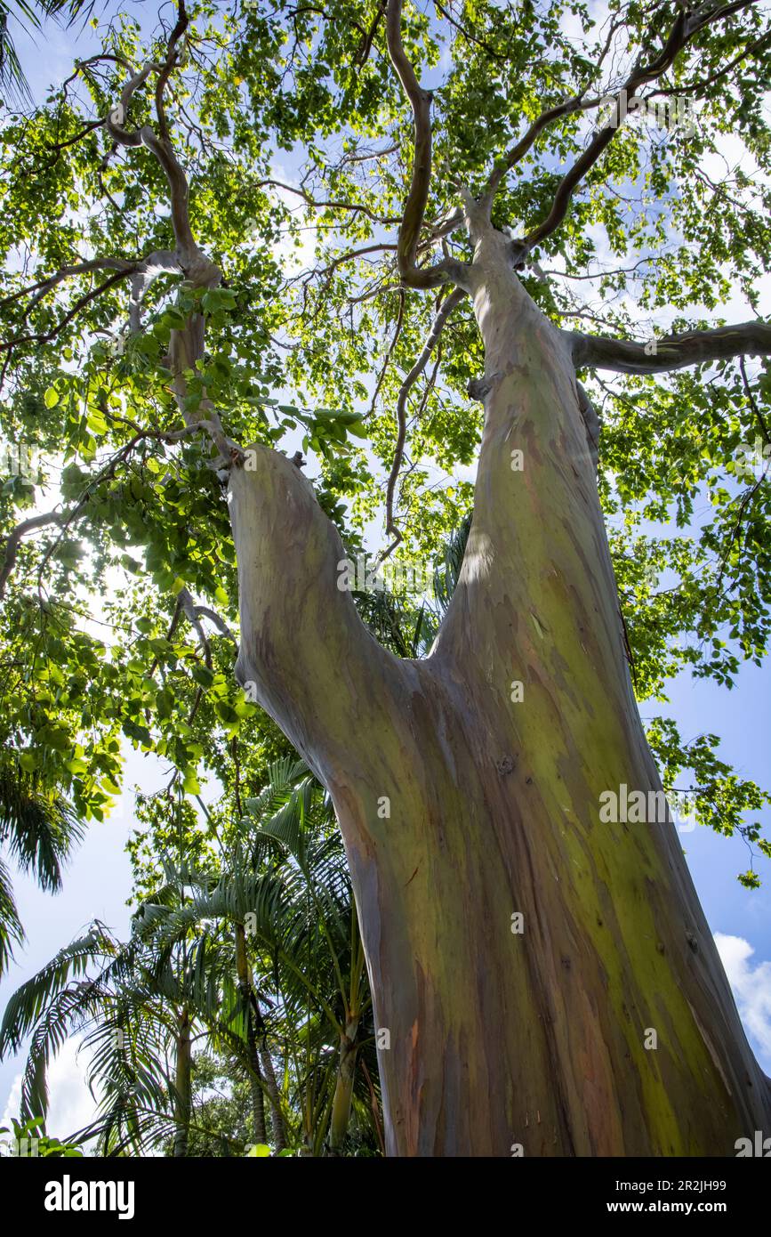 Arcobaleno Gum Tree nel giardino botanico Nevis, l'isola di Nevis, Saint Kitts e Nevis, Caraibi Foto Stock