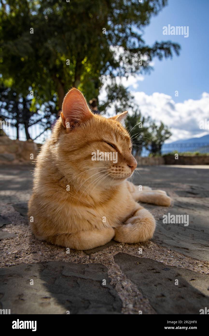 Gatto pigro che si rilassa nel cortile di St. Monastero di Stefano (Agios Stefanos) a Meteora, Kastraki, Tessaglia, Grecia, Europa Foto Stock