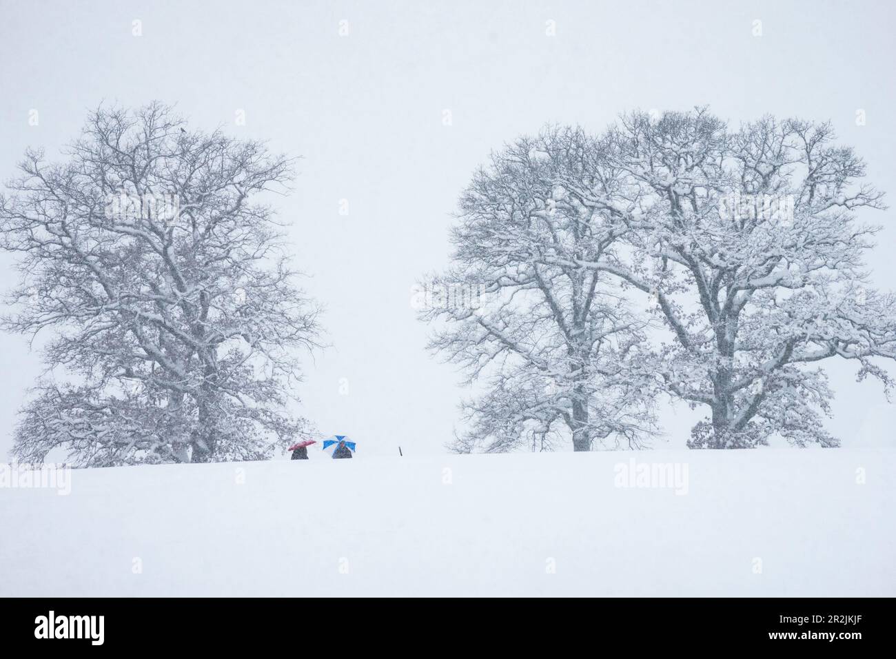 Querce nella neve, (Quercus robur), alta Baviera, Germania Foto Stock