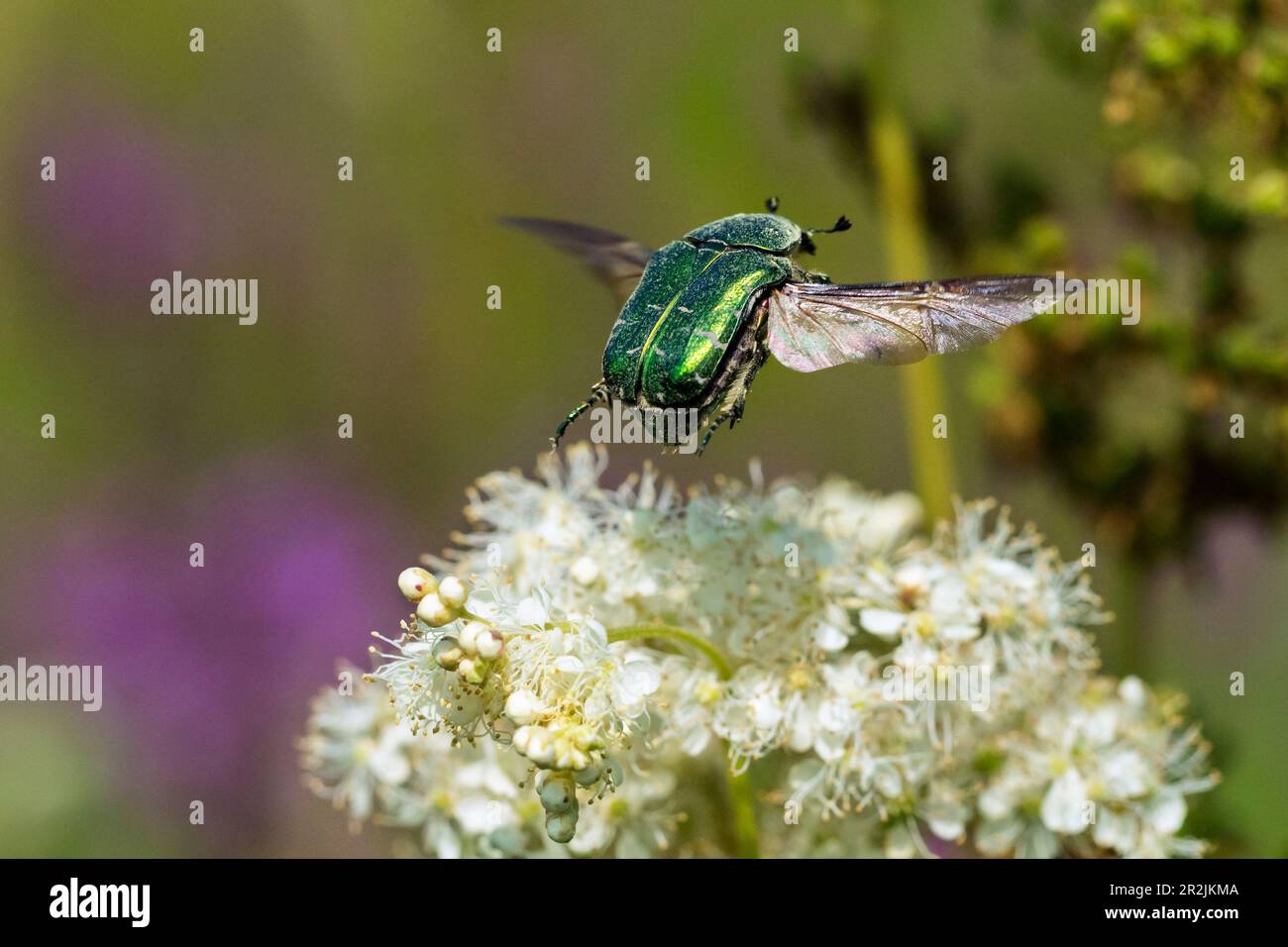 Rose Chafer vola da MeadowSweet fiore (Cetonia aurata), Baviera, Germania Foto Stock