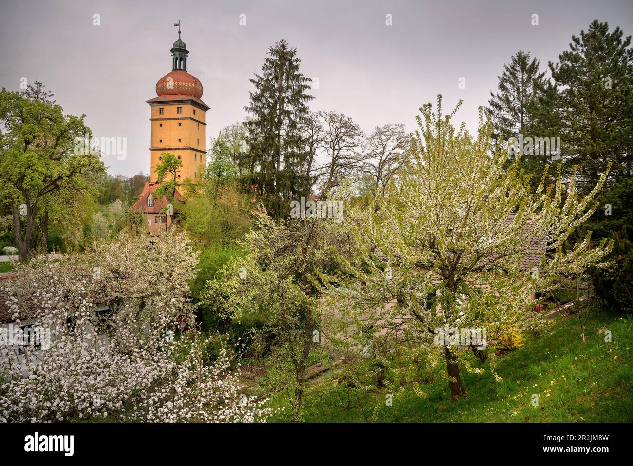 Alberi da frutto in fiore e il Segringer Tor, storico centro storico di Dinkelsbühl sul Wörnitz (fiume), strada romantica, quartiere Ansbach, Franconia media Foto Stock