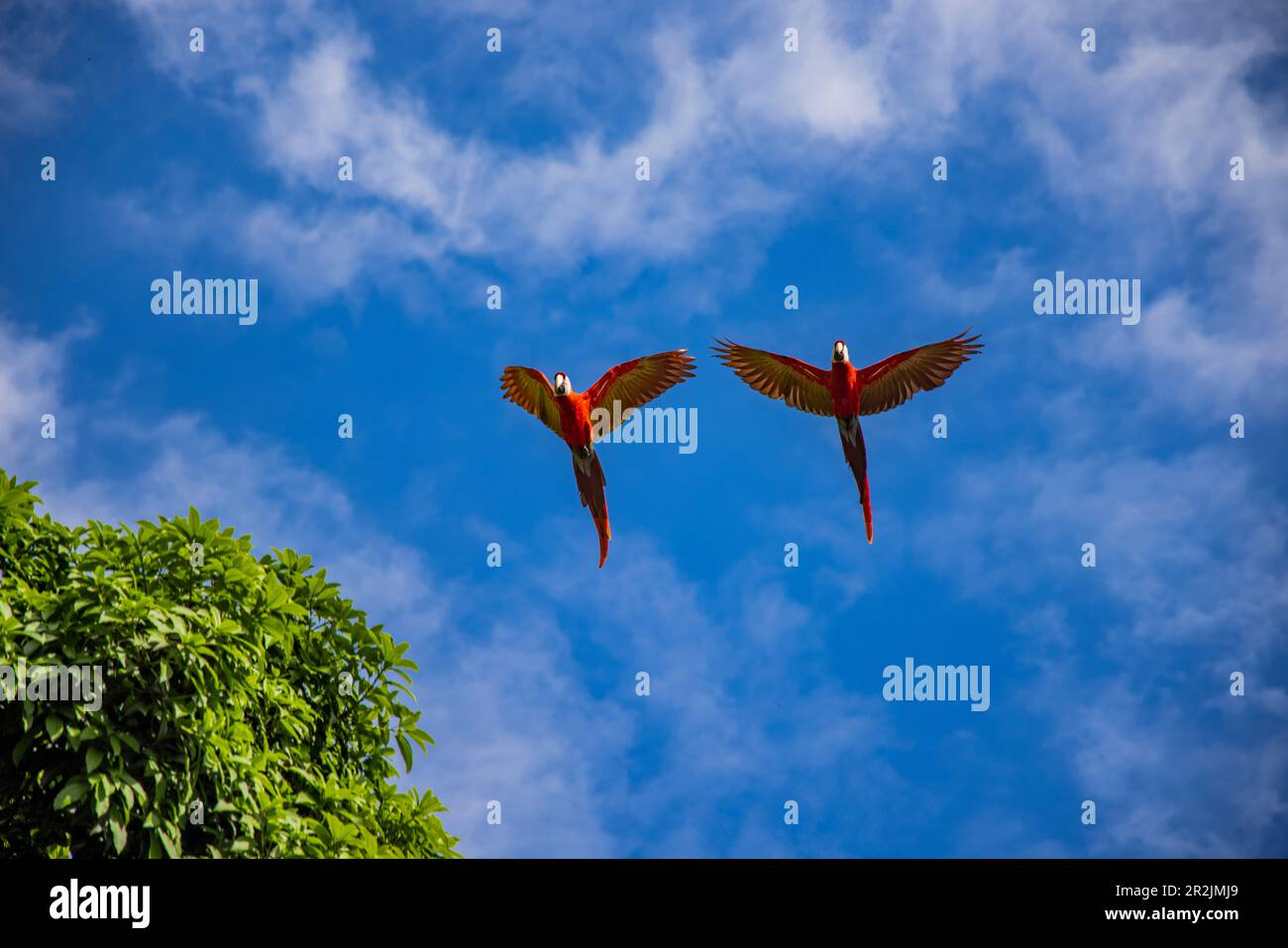 Due pappagalli di macaw (Ara macao) in volo, Golfito, Puntarenas, Costa Rica Foto Stock