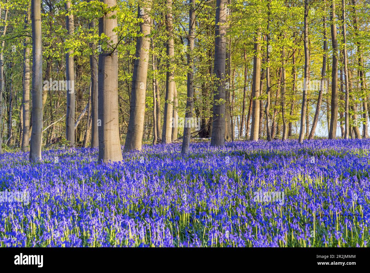 Bluebells nella foresta, Hückelhoven, Renania settentrionale-Vestfalia, Germania Foto Stock