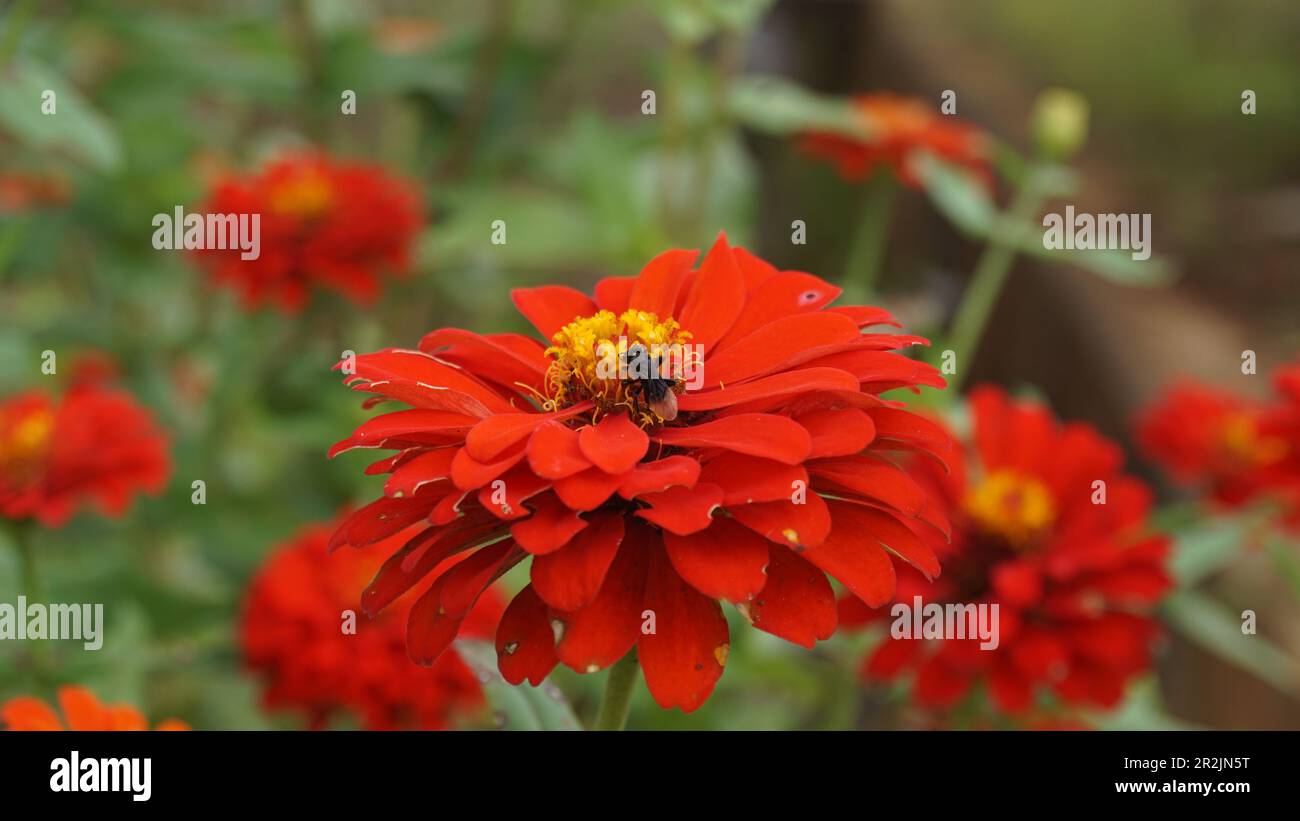 Le api di Trigona raccolgono il nettare dai fiori di zinnia che fioriscono al mattino. Foto Stock