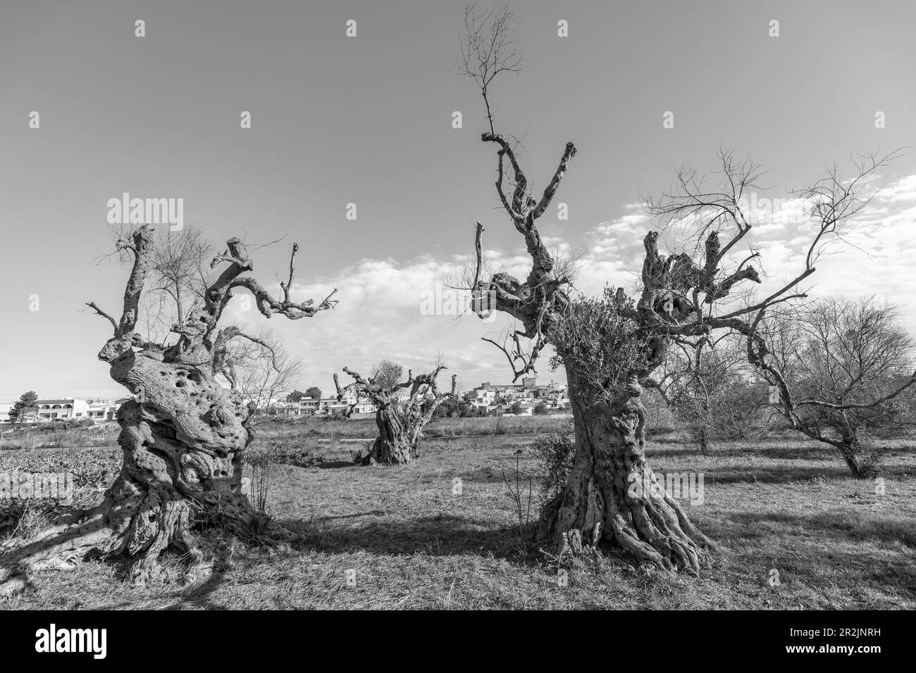 Olivi a Gallipoli, Puglia, Purgia, Italia, Europa Foto Stock