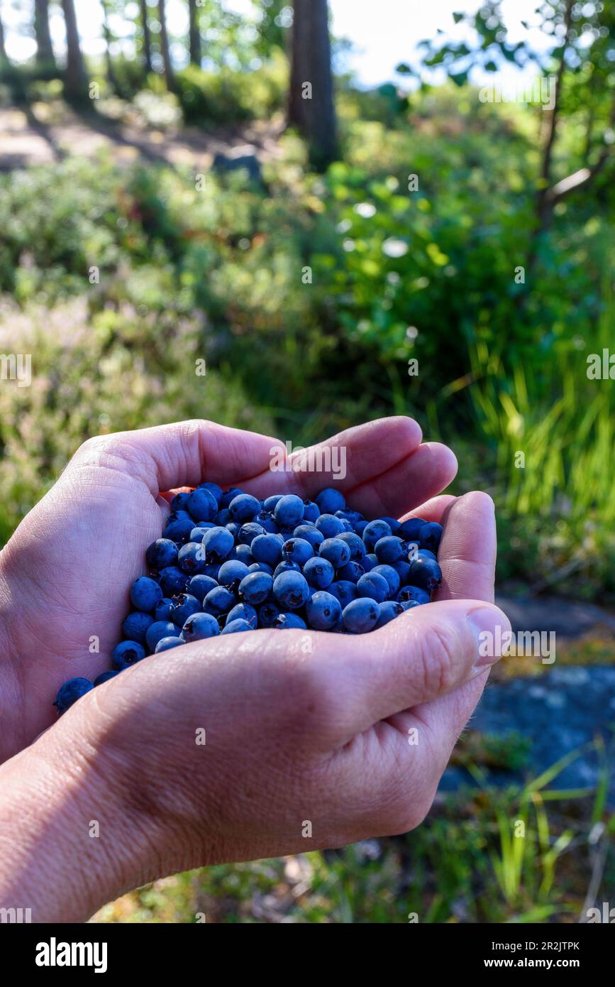 Mirtilli appena raccolti nel finlandese Lake District, Finlandia Foto Stock