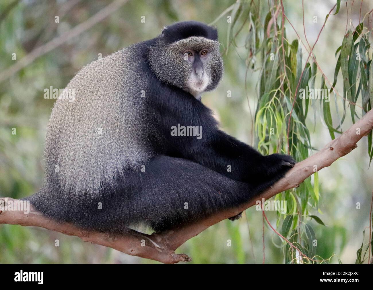 Uganda; Regione occidentale; parte sudoccidentale; Lago Bunyonyi; scimmia curiosa a gola bianca Foto Stock