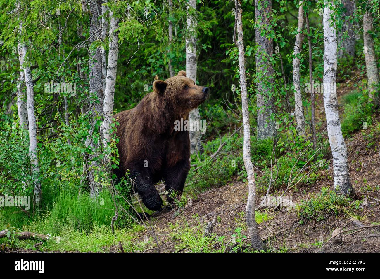 Bear Safari a Kuusamo, Finlandia Foto Stock