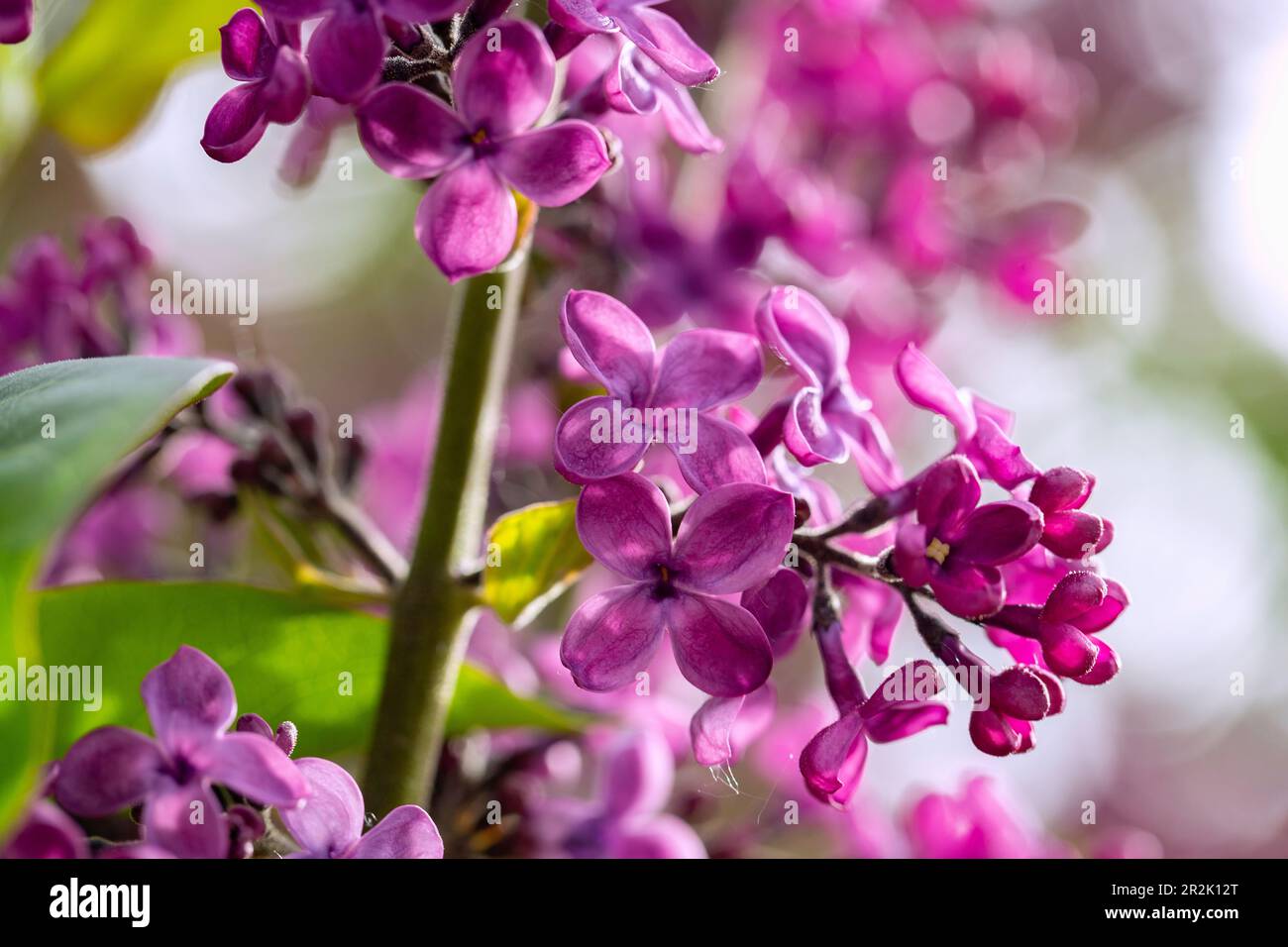 Lilla comune, Syringa vulgaris, fiori Foto Stock
