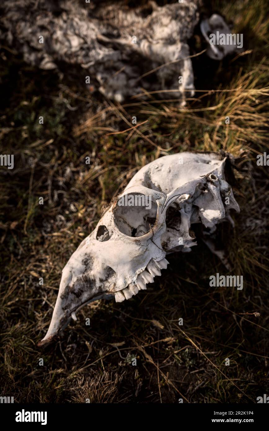 Cranio di un guanaco a Laguna Ana, Volcano Field, Pali Aike National Park, Patagonia, Cile, Sud America Foto Stock