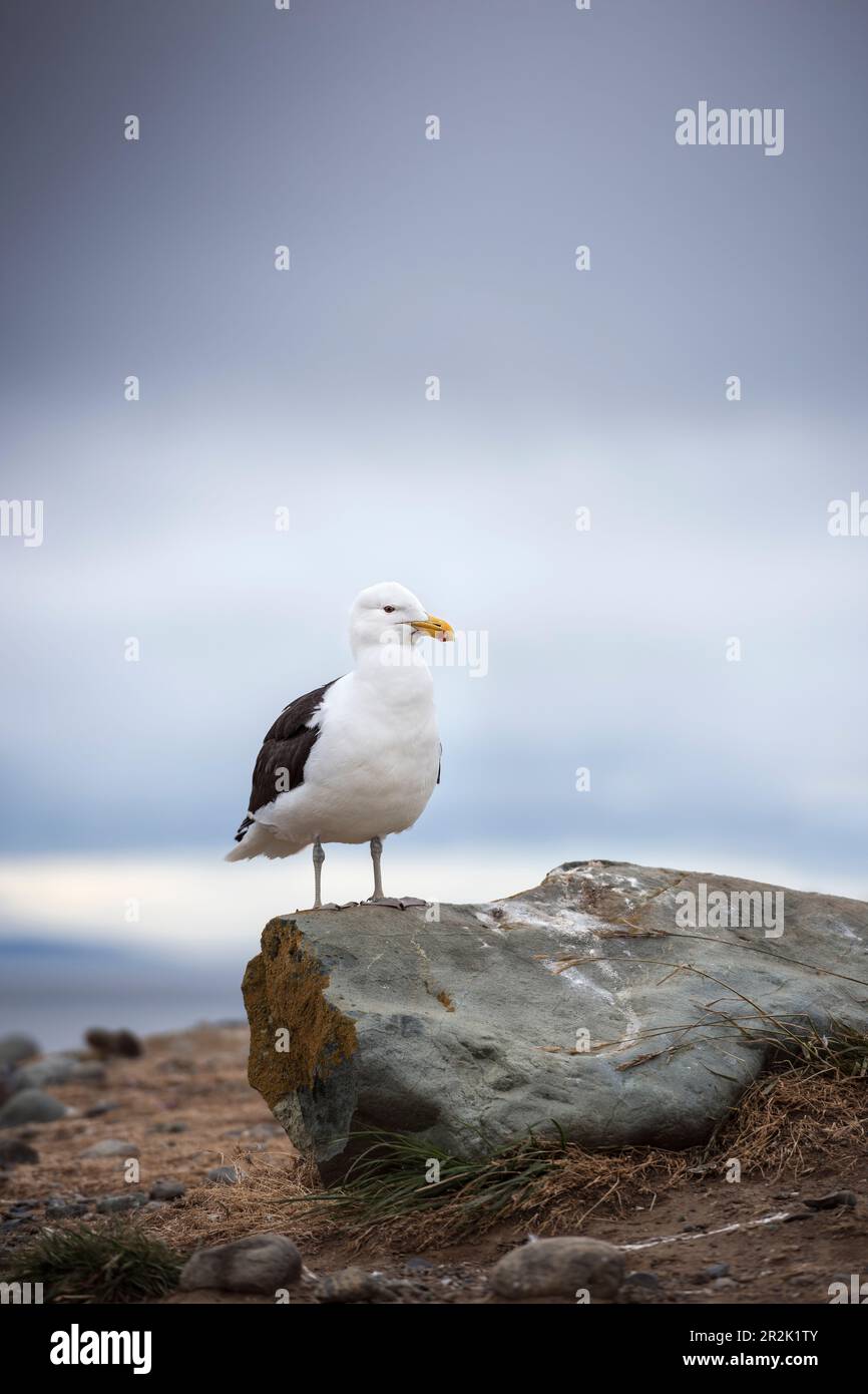 Seagull seduto sulla roccia nel Parco Nazionale dell'Isla Magdalena, Punta Arenas, Patagonia, Cile, Sud America Foto Stock