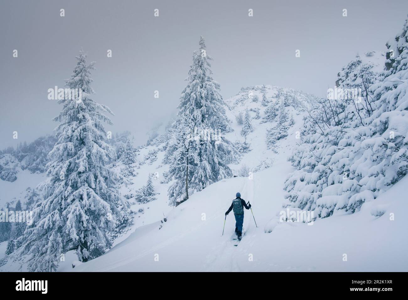 Tour sciistico delle Lacherspitze innevate a Sudelfeld in Baviera, sciatori nella neve tra alberi innevati Foto Stock