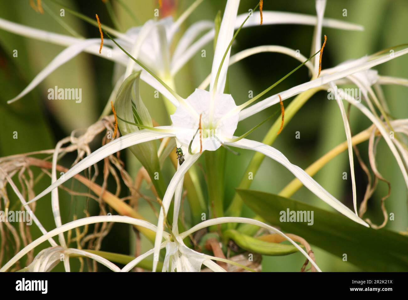 Giglio di ragno (crinum asiaticum) in fiore in un giardino : (pix Sanjiv Shukla) Foto Stock