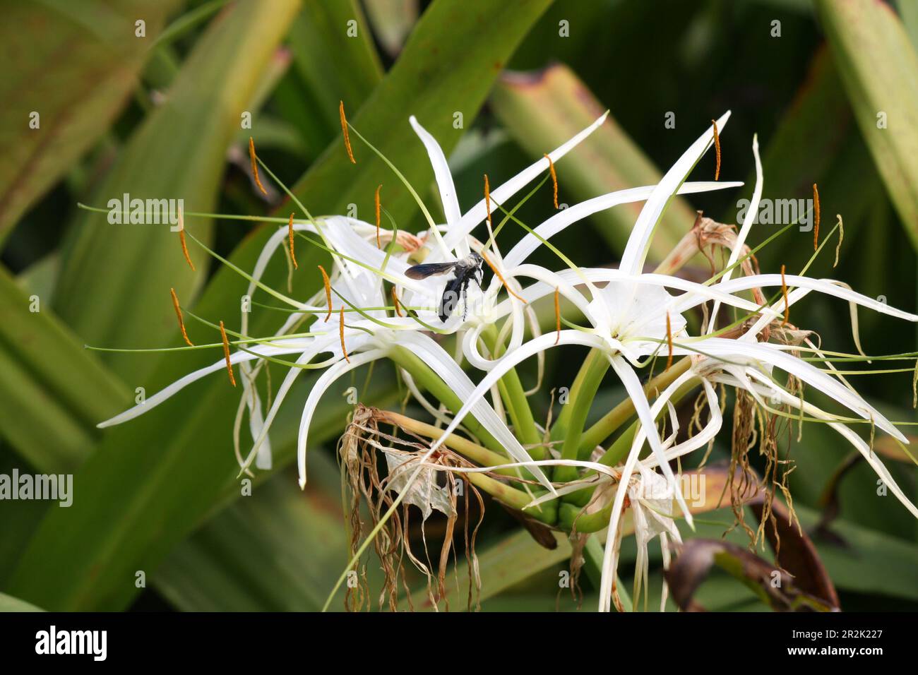 Giglio di ragno (crinum asiaticum) in fiore in un giardino : (pix Sanjiv Shukla) Foto Stock