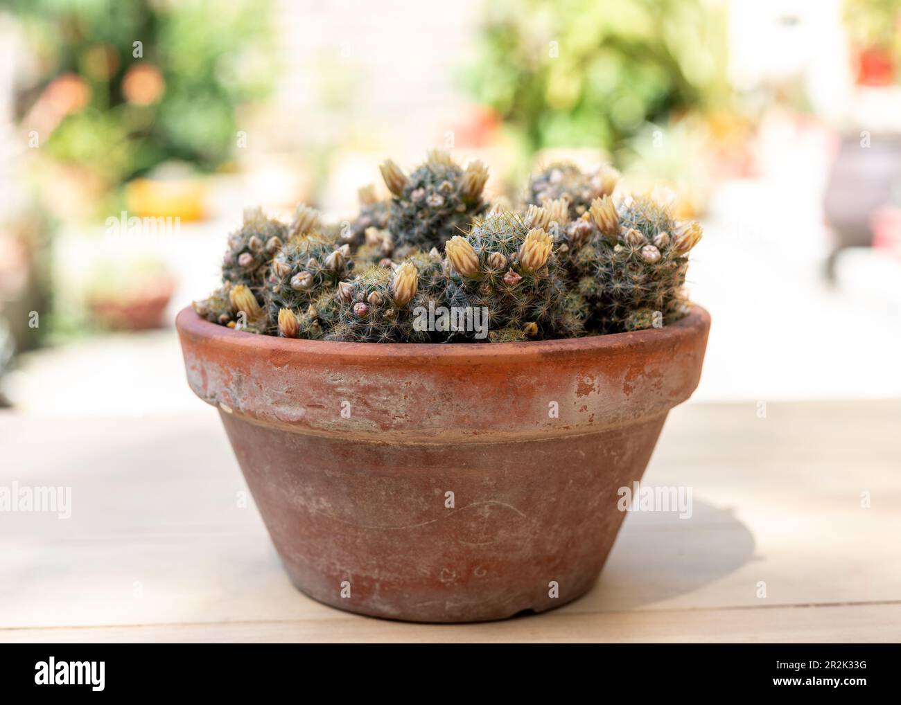 Fioritura Mammillaria prolifera cactus con fiori gialli vista primo piano con messa a fuoco selettiva e sfondo sfocato Foto Stock