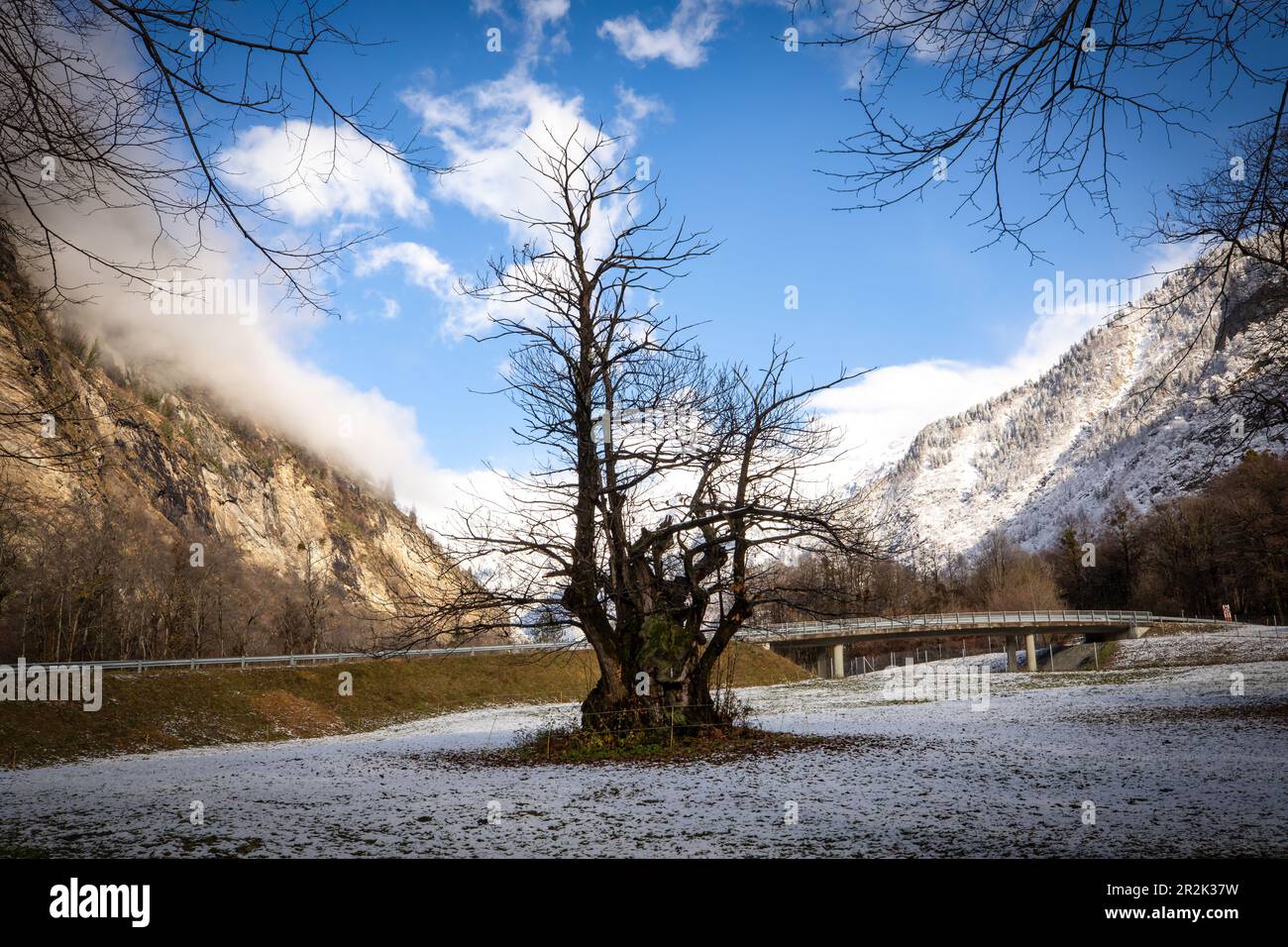 Vecchio castagno nei primi mesi d'inverno, Soazza, Graubünden, Svizzera, Europa Foto Stock