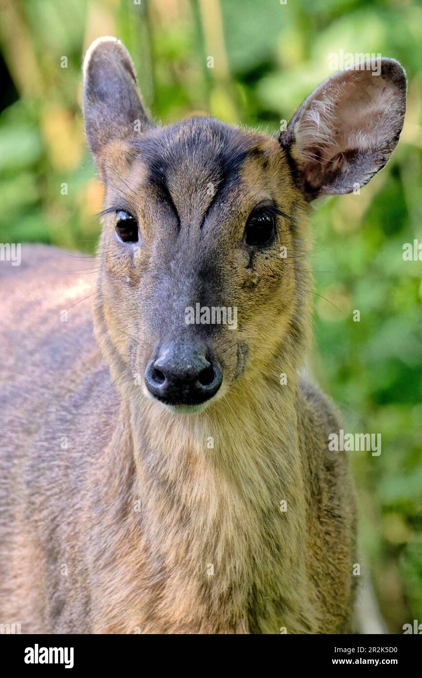 Faccia a faccia con un cervo muntjac Foto Stock