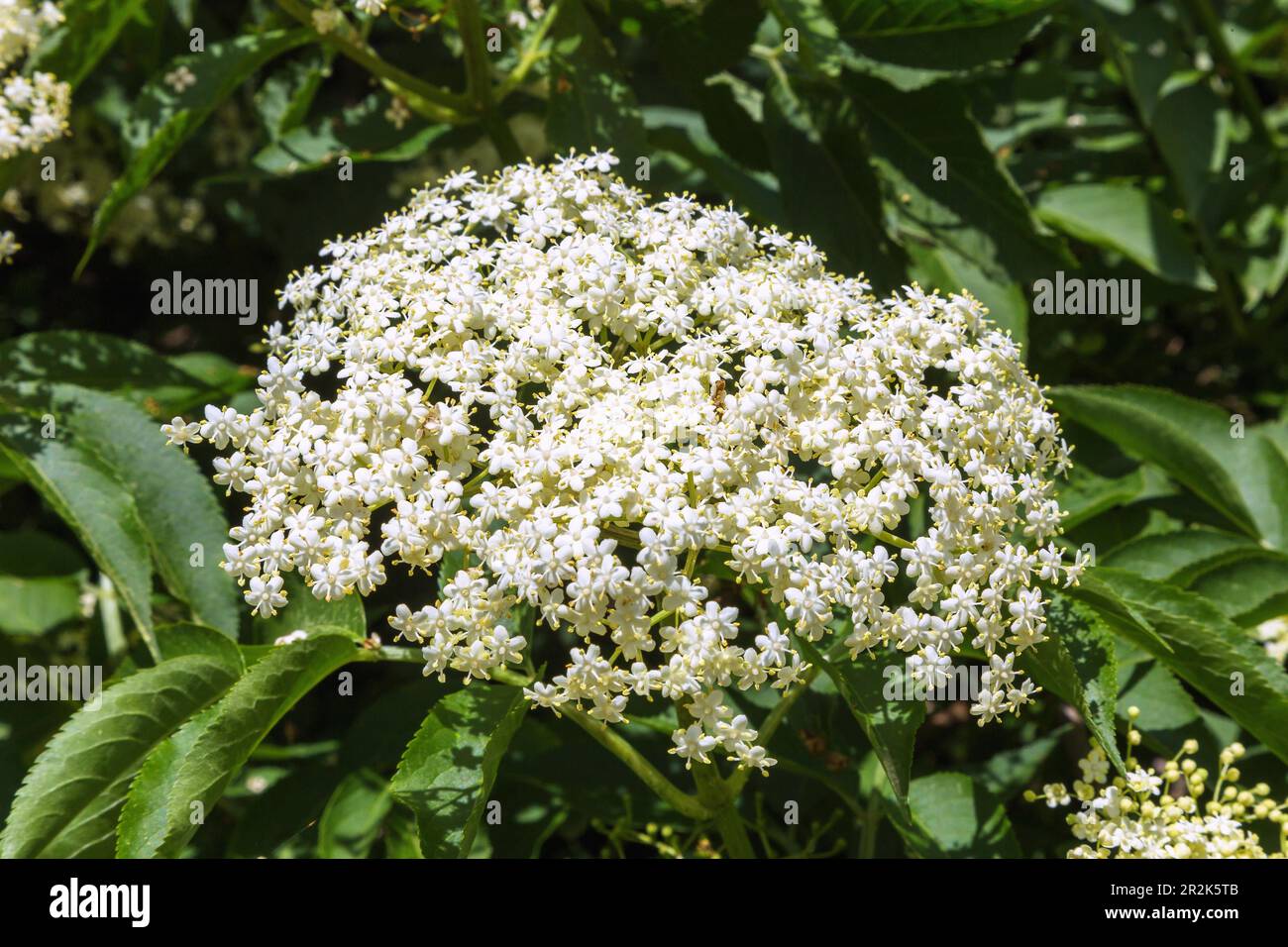 Anziano nero, Sambucus nigra, tacchi di fiori Foto Stock