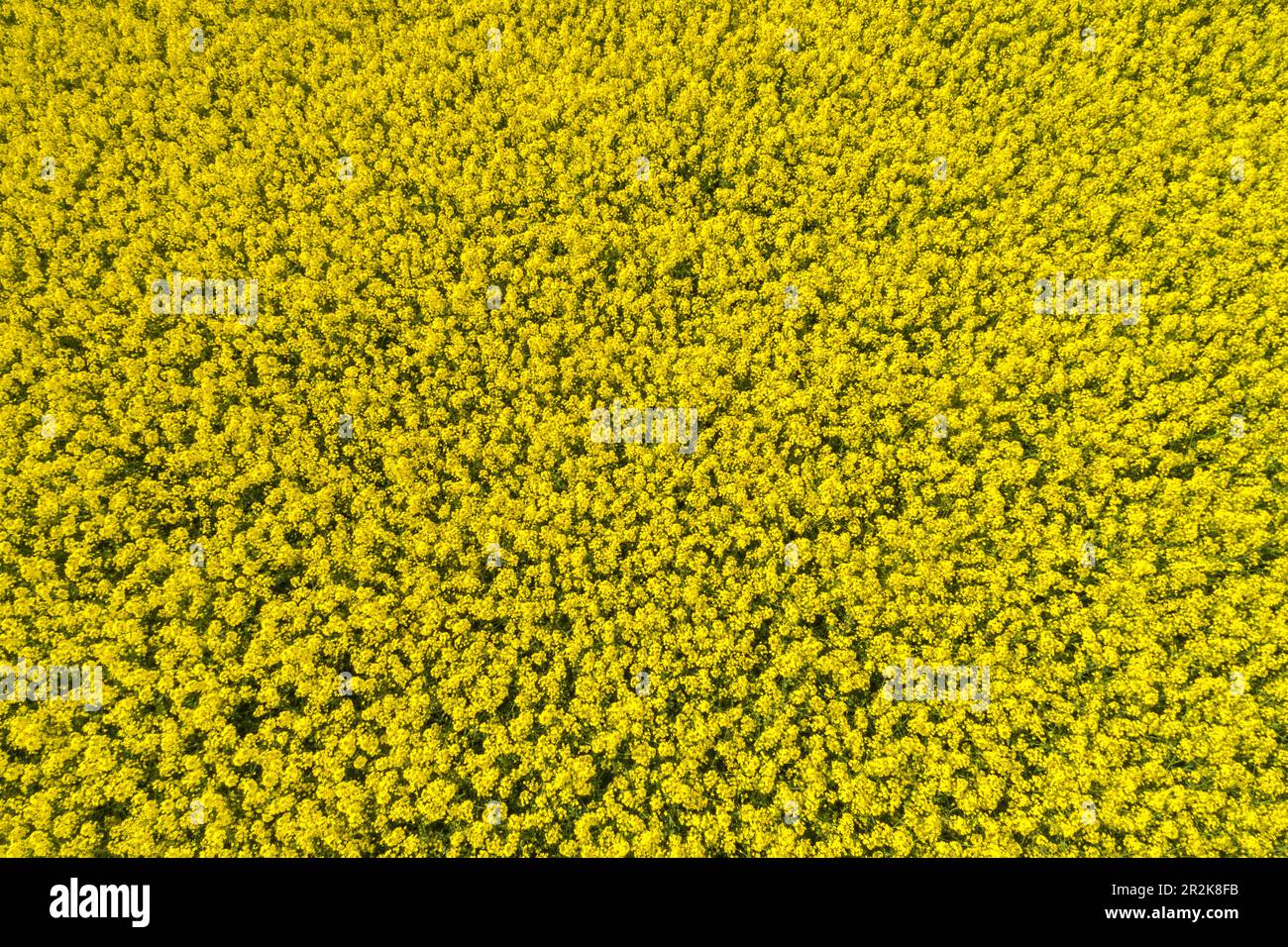 Veduta aerea del giacimento di canola gialla, Germania Foto Stock