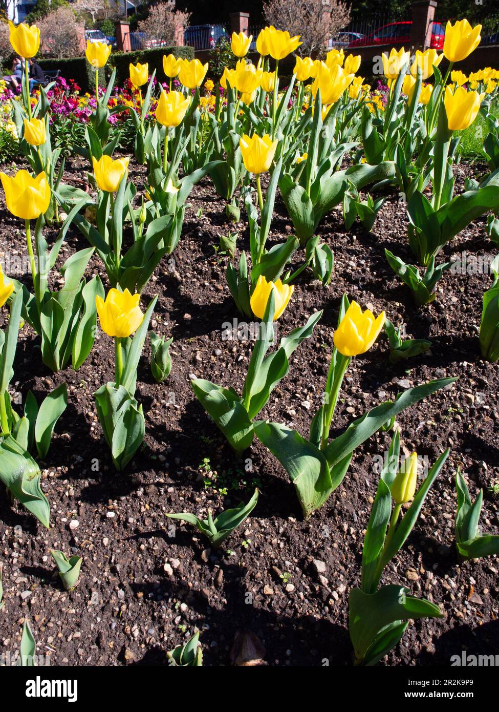 Letto da giardino di tulipani gialli Foto Stock